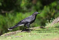 Gray Currawong